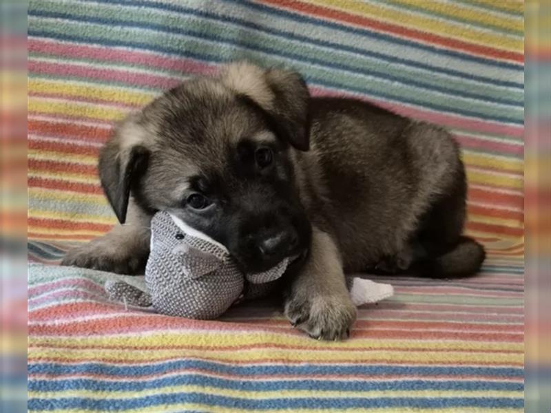 Osteuropäische Schäferhunde Welpen