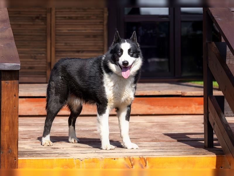 Der blauäugige, hübsche Silver sucht eine Familie