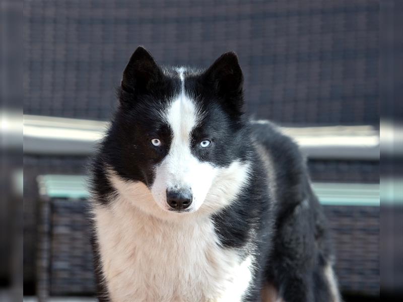 Der blauäugige, hübsche Silver sucht eine Familie