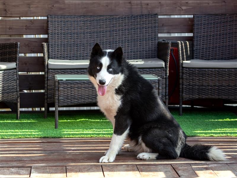 Der blauäugige, hübsche Silver sucht eine Familie