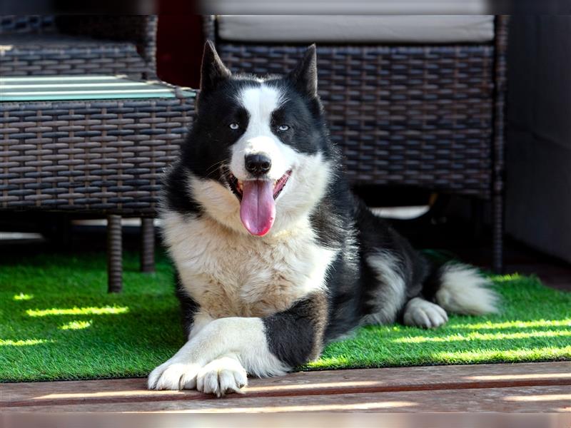 Der blauäugige, hübsche Silver sucht eine Familie