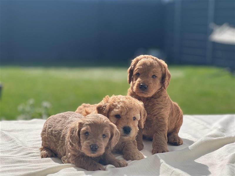 Labradoodle Welpen F2 Mini