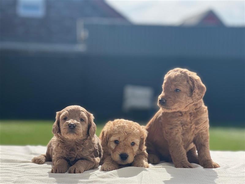 Labradoodle Welpen F2 Mini