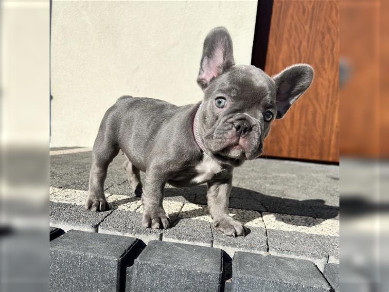 Französische Bulldogge welpen