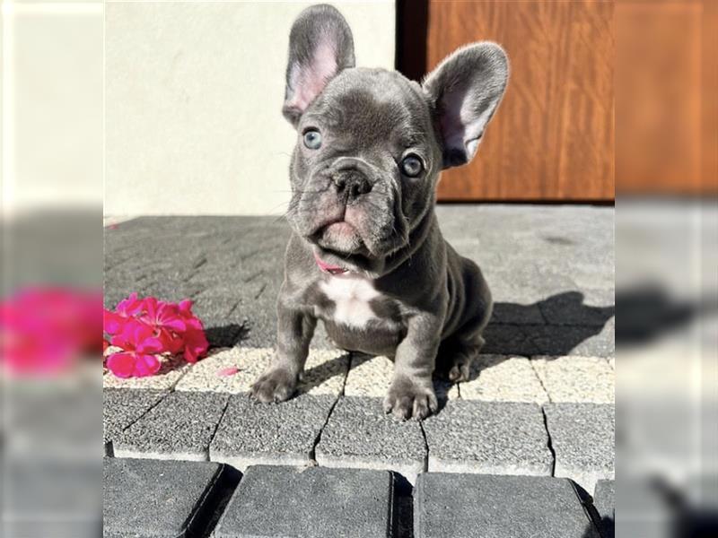 Französische Bulldogge welpen