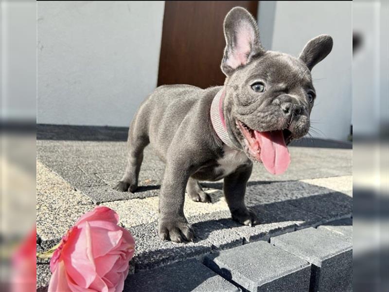 Französische Bulldogge welpen