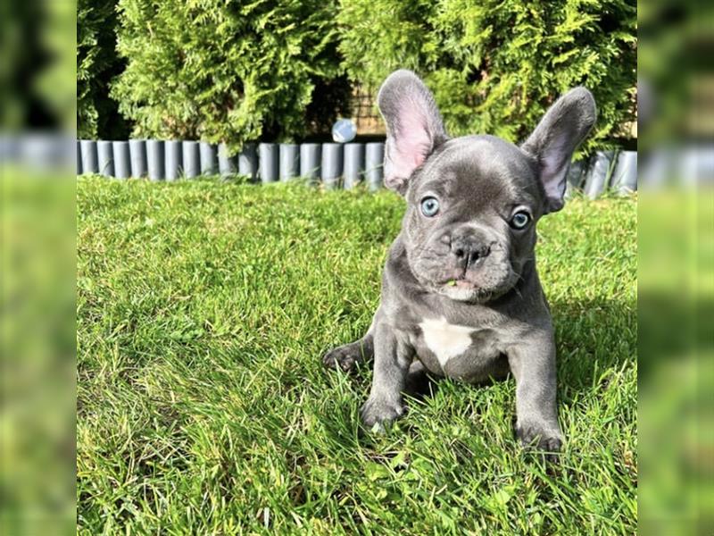 Französische Bulldogge welpen