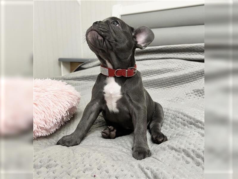 Französische Bulldogge welpen