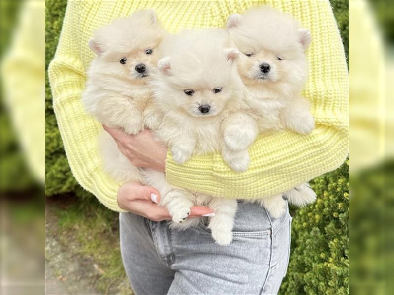 Pomeranian mini Zwergspitz welpen Boo