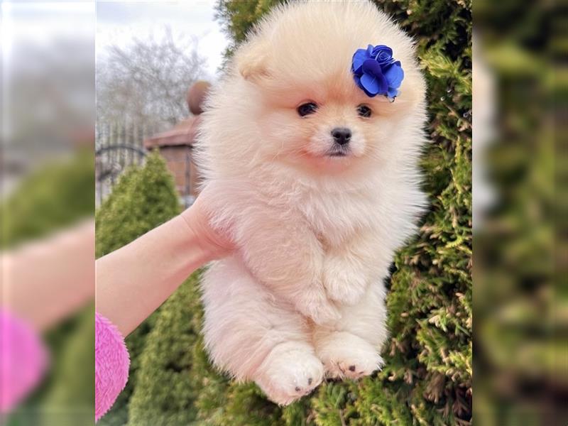 Pomeranian mini Zwergspitz welpen Boo