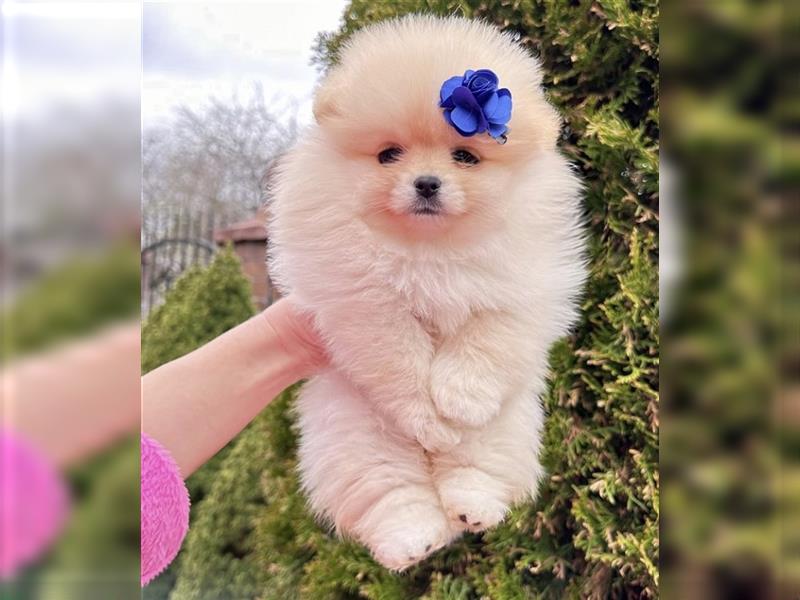 Pomeranian mini Zwergspitz welpen Boo