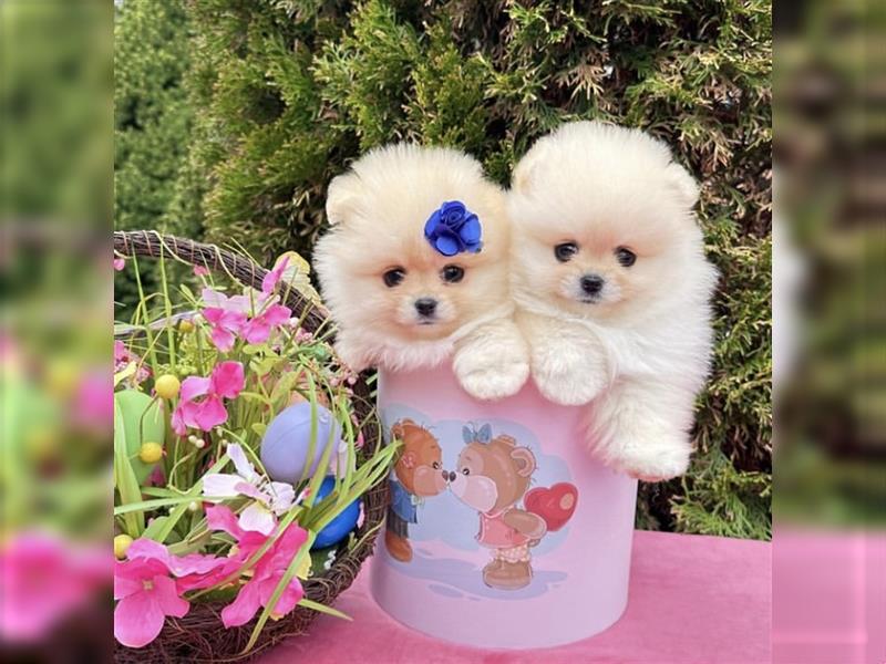 Pomeranian mini Zwergspitz welpen Boo