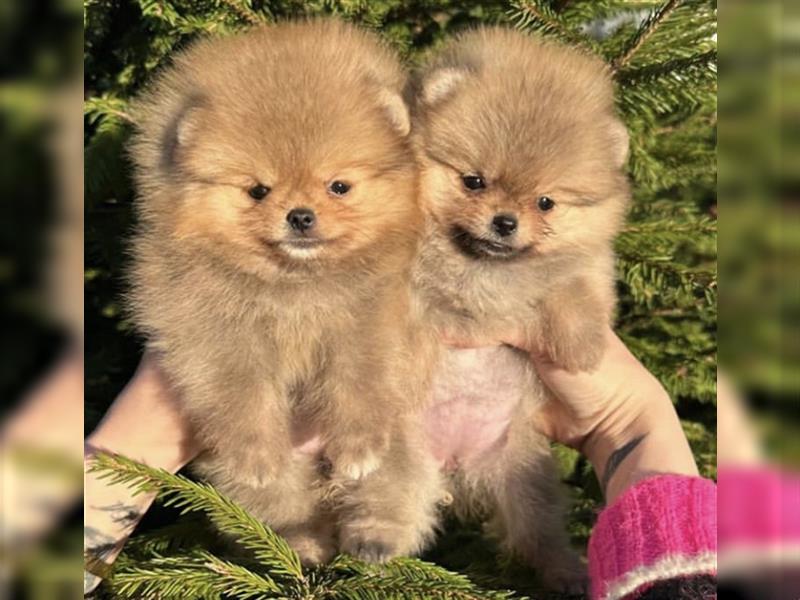 Pomeranian mini Zwergspitz welpen Boo