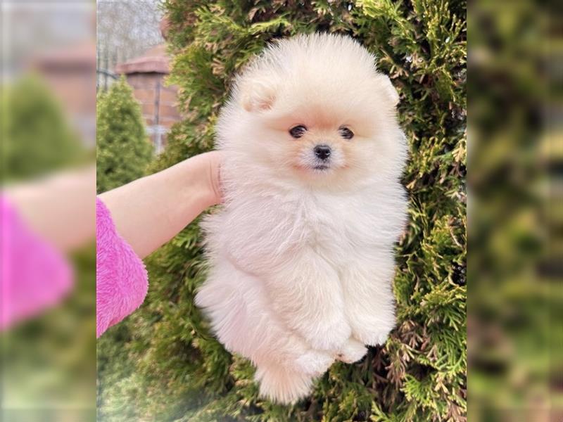 Pomeranian mini Zwergspitz welpen Boo