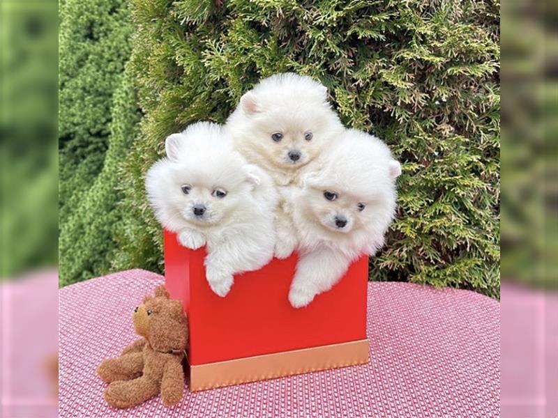 Pomeranian mini Zwergspitz welpen Boo