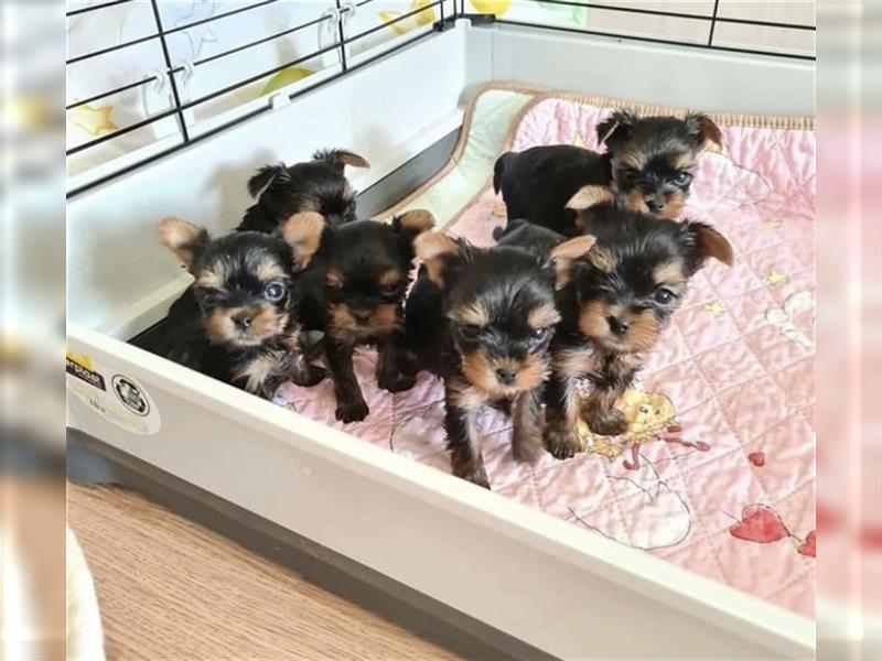 Yorkshire terrier mini welpen