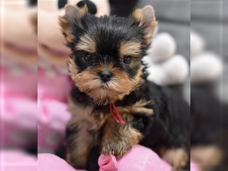 Yorkshire terrier mini welpen