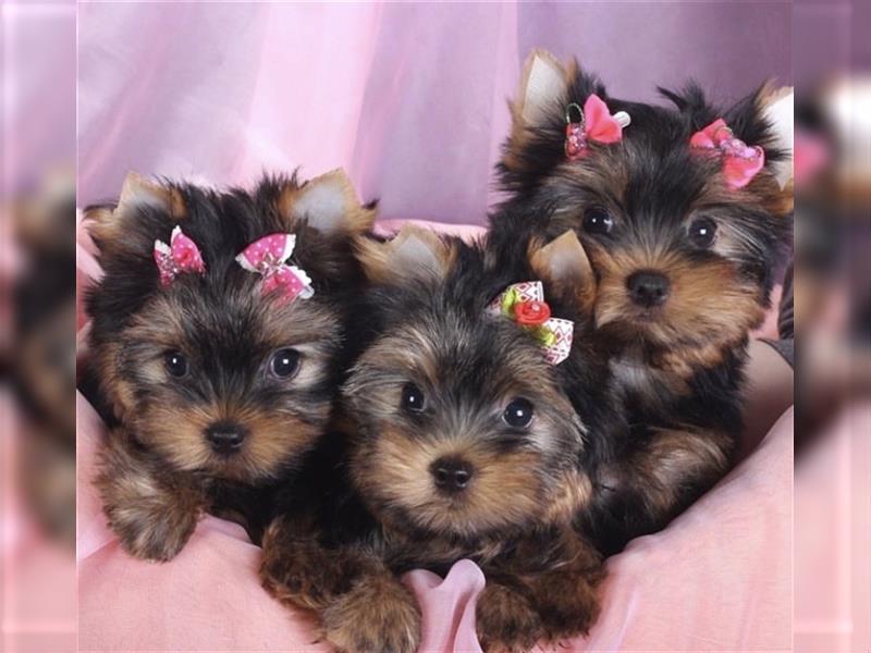 Yorkshire terrier mini welpen