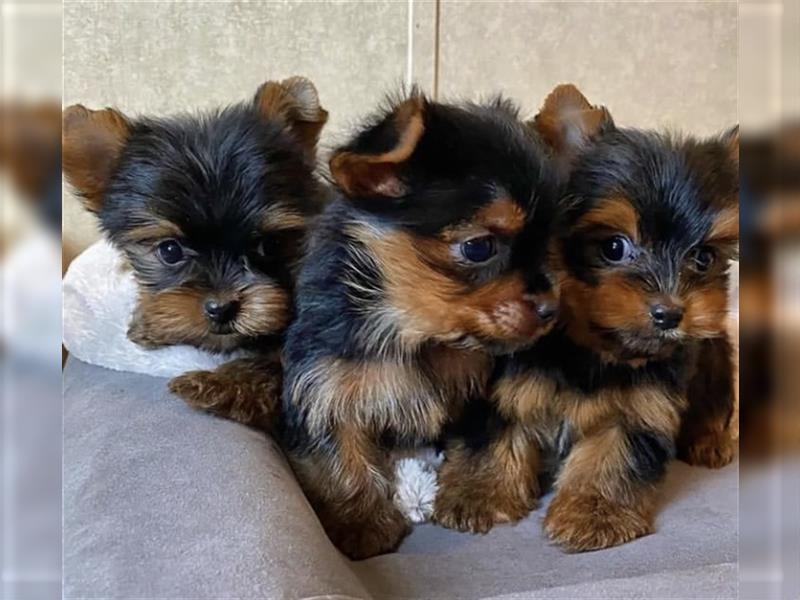 Yorkshire terrier mini welpen