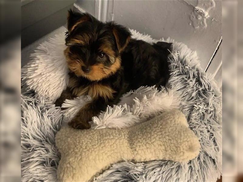 Yorkshire terrier mini welpen