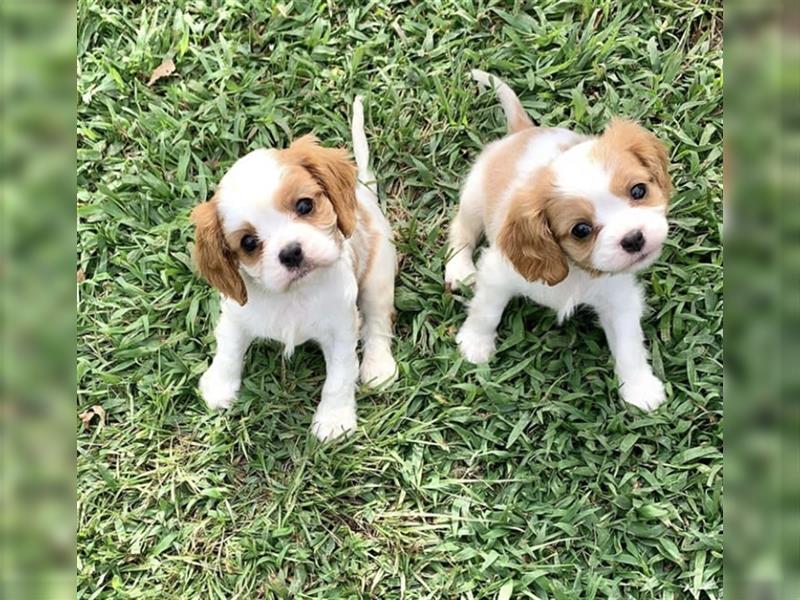 Cavalier King Charles spaniel welpen