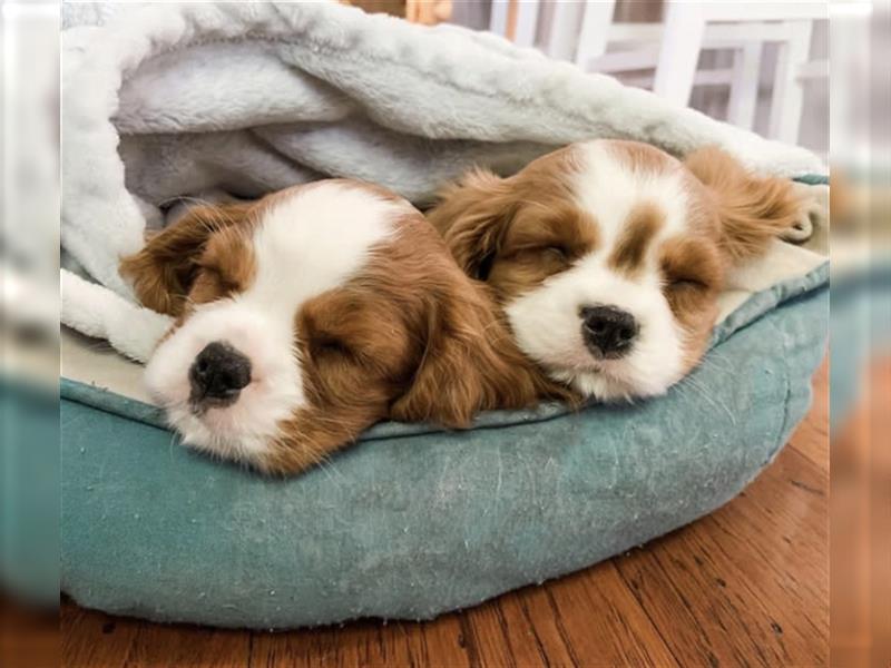 Cavalier King Charles spaniel welpen