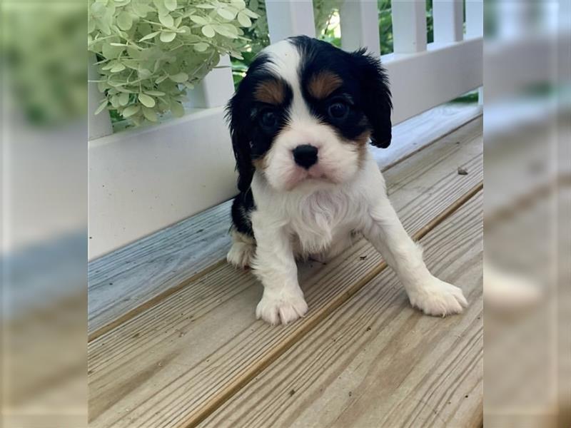 Cavalier King Charles spaniel welpen