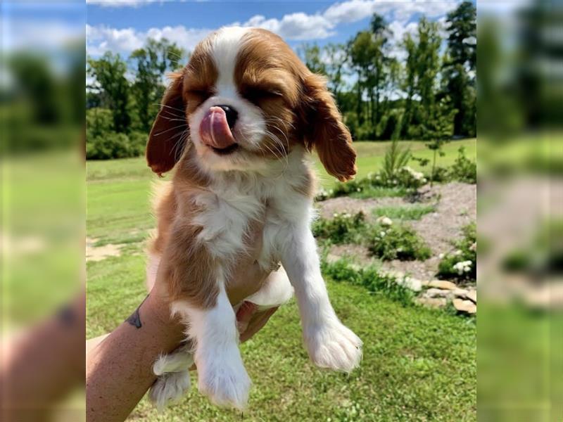 Cavalier King Charles spaniel welpen