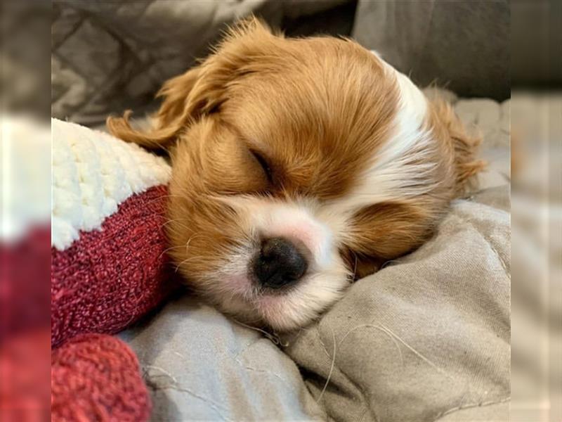 Cavalier King Charles spaniel welpen