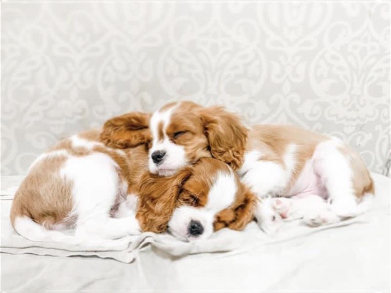 Cavalier King Charles spaniel welpen