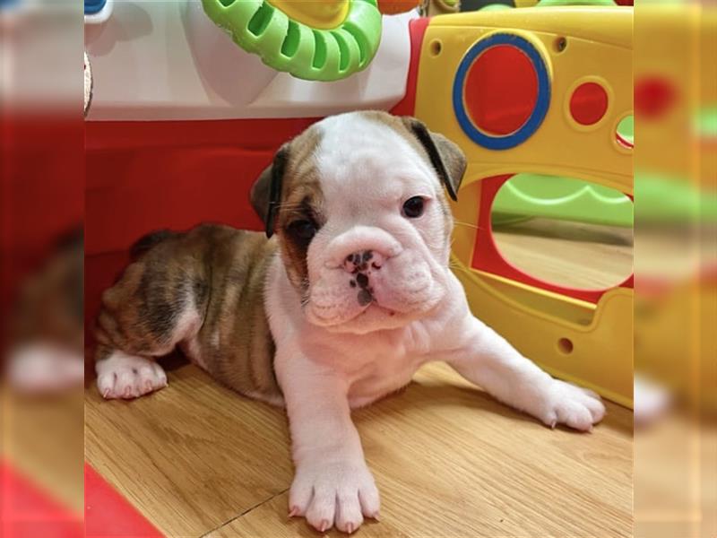 Englische Bulldogge welpen