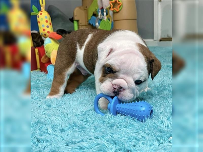 Englische Bulldogge welpen