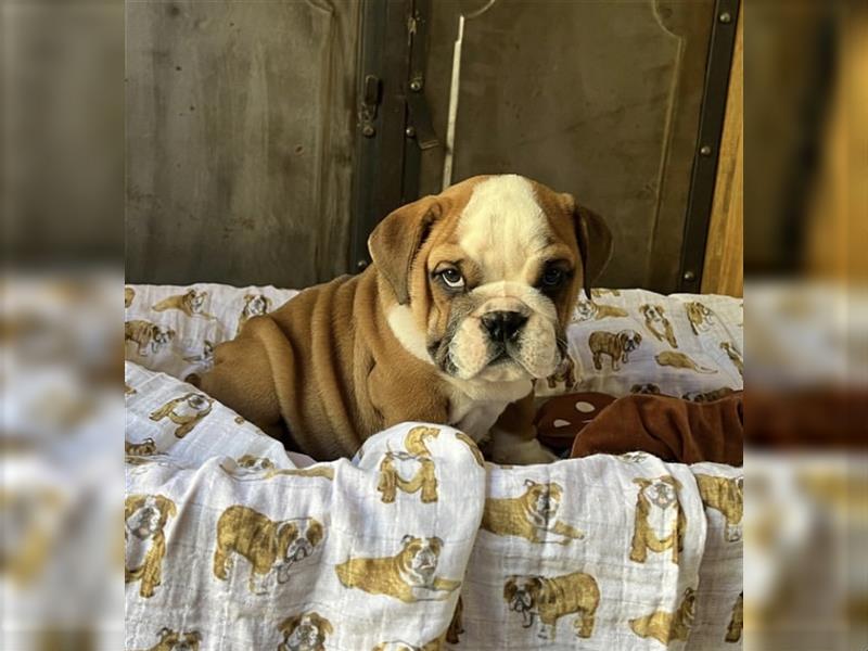 Englische Bulldogge welpen