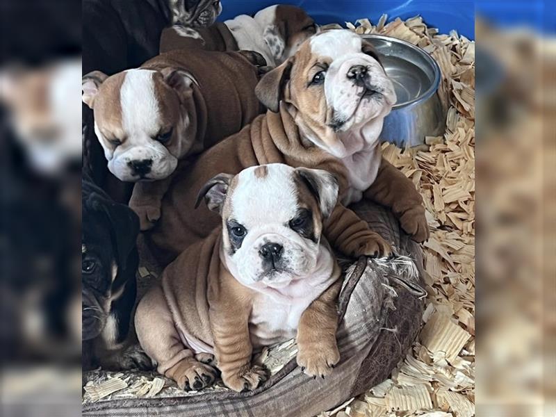 Englische Bulldogge welpen