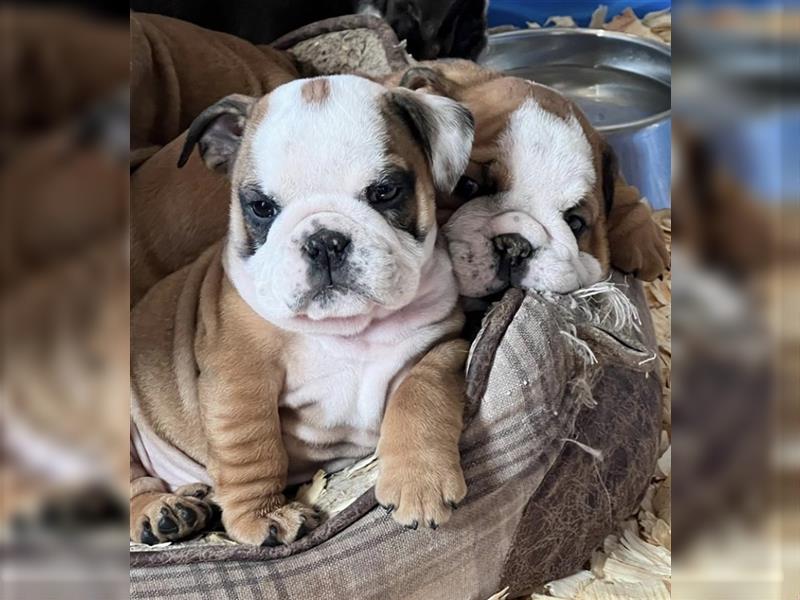 Englische Bulldogge welpen