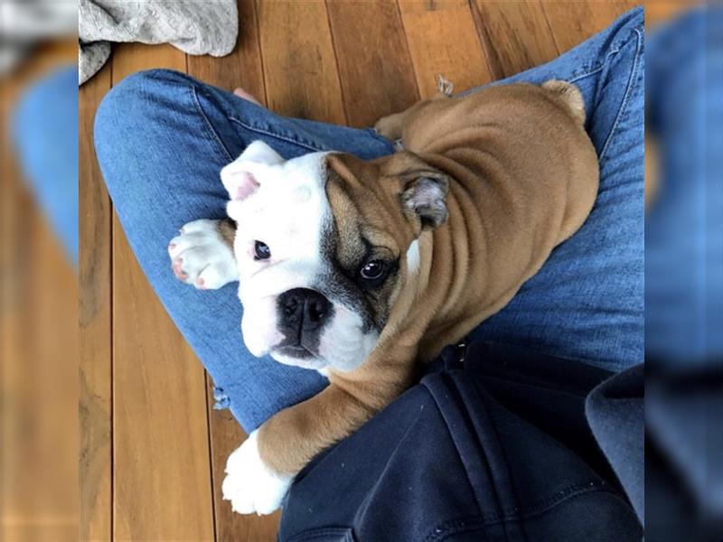 Englische Bulldogge welpen