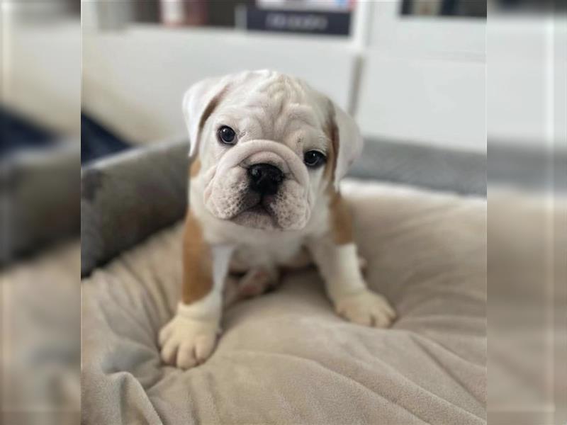 Englische Bulldogge welpen