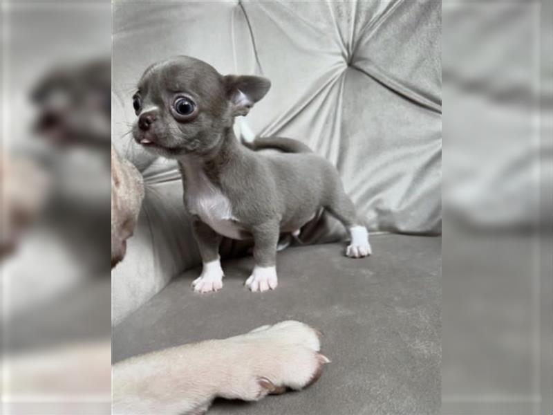 Chihuahua mini welpen