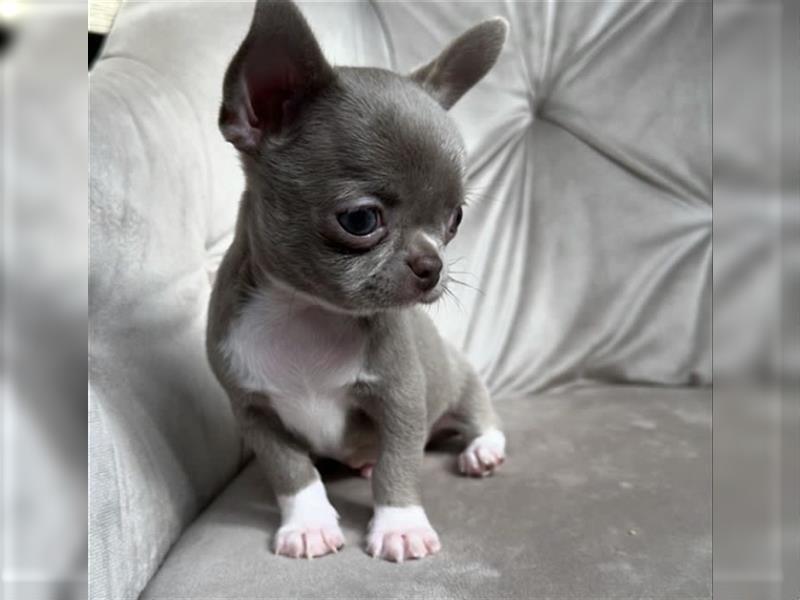 Chihuahua mini welpen