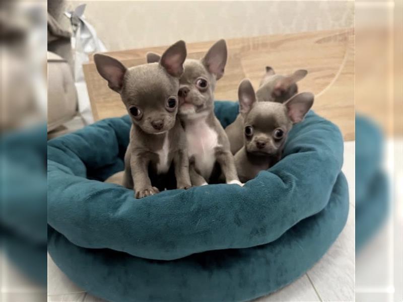 Chihuahua mini welpen