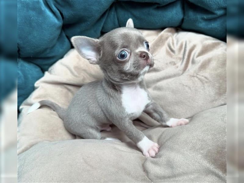 Chihuahua mini welpen