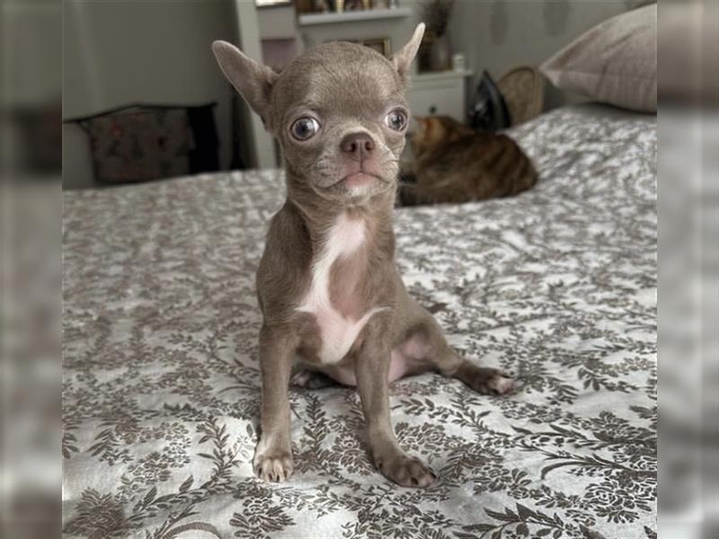 Chihuahua mini welpen