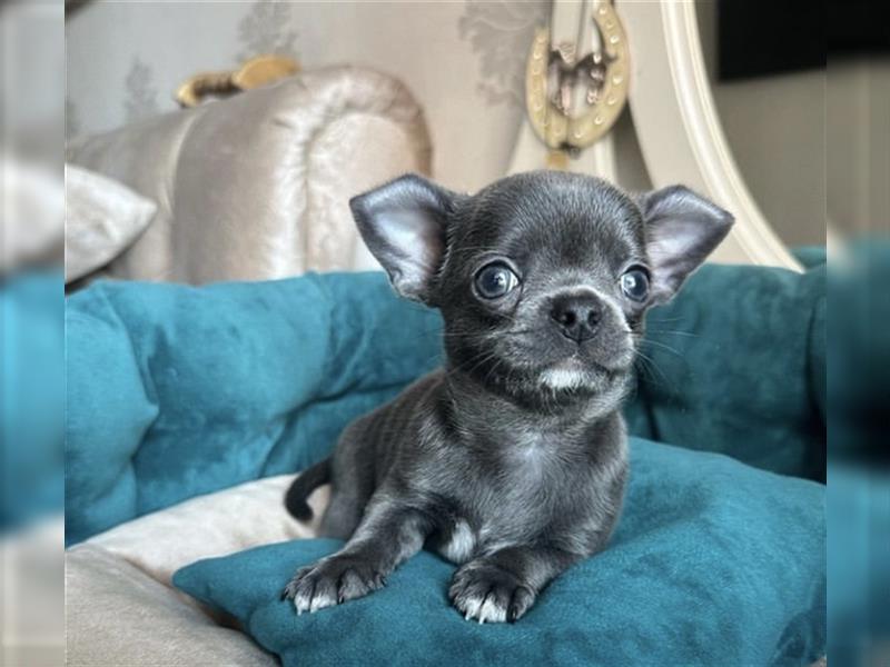 Chihuahua mini welpen