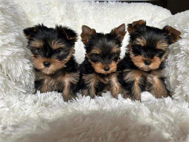 Yorkshire terrier mini welpen