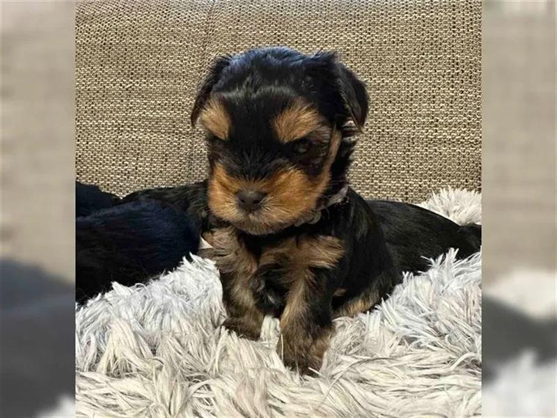 Yorkshire terrier mini welpen