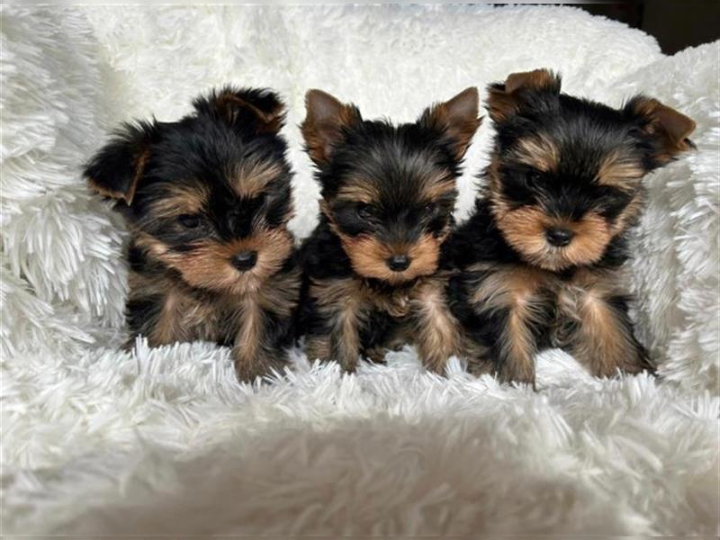 Yorkshire terrier mini welpen