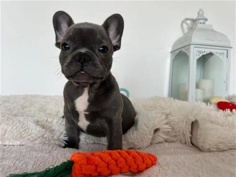 Französische Bulldogge welpen