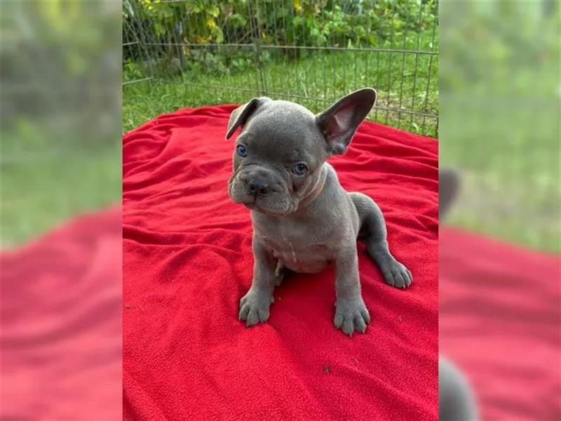 Französische Bulldogge welpen