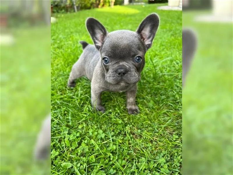 Französische Bulldogge welpen