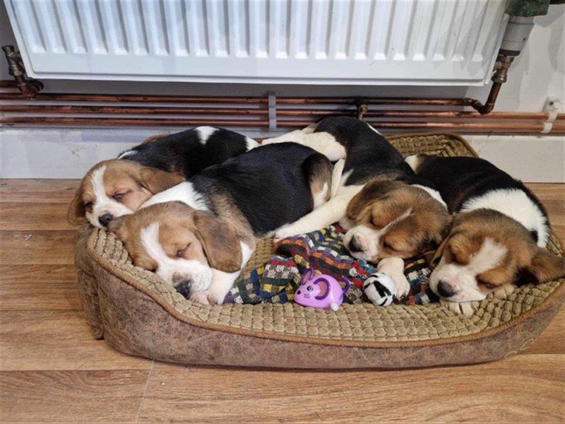 Beagle welpen